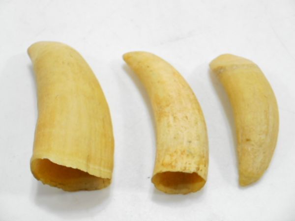 鯨歯、鯨牙、クジラの歯を買取しました、鯨歯買取ならオガハン
